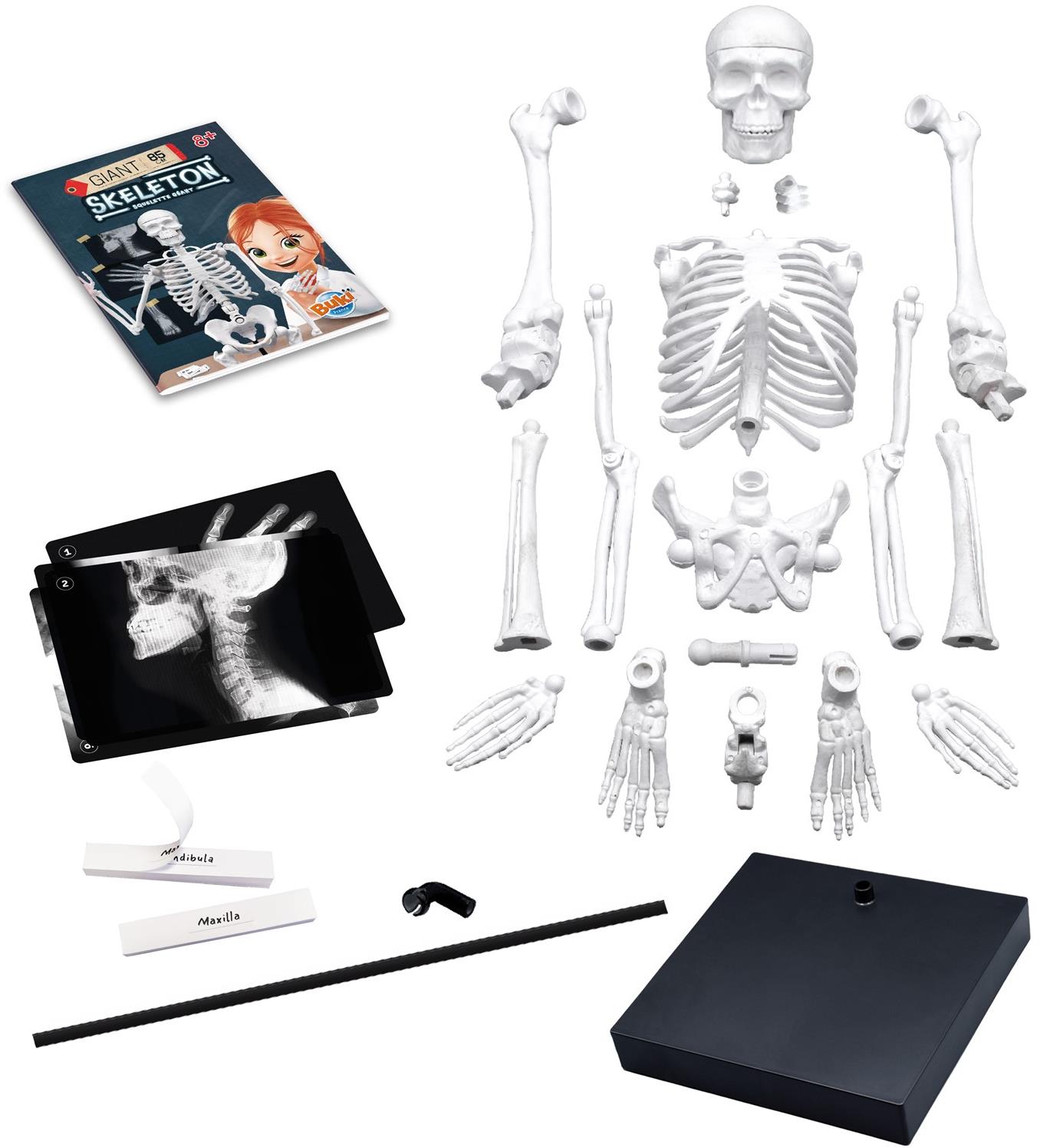 Giant Human Skeleton He Might Be Giant | Life | Thebrunswicknews.com