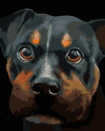 Zuty - Painting by Numbers - Rottweiler (Myroslava Voloschuk), 80X100 Cm, Canvas - Painting by Numbers