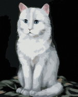 Zuty - Painting by Numbers - White Cat 2 (Myroslava Voloschuk), 80X100 Cm, Canvas+Frame - Painting by Numbers