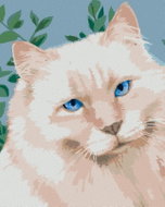 Zuty - Painting by Numbers - White Cat (Myroslava Voloschuk), 40X50 Cm, Canvas+Frame - Painting by Numbers