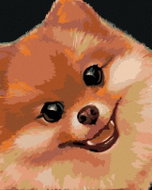 Zuty - Painting by Numbers - Pomeranian (Myroslava Voloschuk), 40X50 Cm, Canvas+Frame - Painting by Numbers