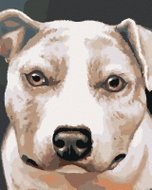 Zuty - Painting by Numbers - Pit Bull (Myroslava Voloschuk), 40X50 Cm, Canvas - Painting by Numbers