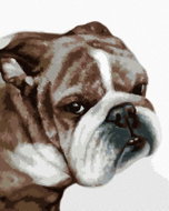 Zuty - Painting by Numbers - Bulldog (Myroslava Voloschuk), 80X100 Cm, Canvas - Painting by Numbers