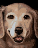Zuty - Painting by Numbers - Golden Retriever 2 (Myroslava Voloschuk), 40X50 Cm, Canvas+Frame - Painting by Numbers