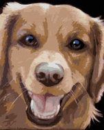 Zuty - Painting by Numbers - Golden Retriever (Myroslava Voloschuk), 80X100 Cm, Canvas - Painting by Numbers