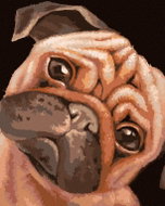 Zuty - Painting by Numbers - Brown Pug (Myroslava Voloschuk), 40X50 Cm, Canvas - Painting by Numbers