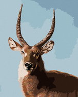 Zuty - Painting by Numbers - Antelope Portrait (D. Rusty Rust), 40X50 Cm, Canvas+Frame - Painting by Numbers