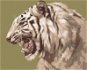 Zuty – Maľovanie podľa čísel – Revúci biely tiger portrét (D. Rusty Rust), 80 × 100 cm, plátno + rám - Maľovanie podľa čísel