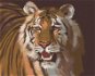 Zuty – Maľovanie Podľa Čísel – Tiger Portrét (D. Rusty Rust), 80 × 100 cm, Plátno + Rám - Maľovanie podľa čísel
