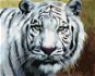 Zuty – Maľovanie podľa čísel – Biely tiger pohľad portrét (D. Rusty Rust), 80 × 100 cm, plátno + rám - Maľovanie podľa čísel