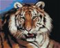 Zuty – Maľovanie Podľa Čísel – Tiger Portrét (D. Rusty Rust), 80 × 100 cm, Plátno + Rám - Maľovanie podľa čísel