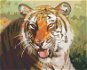 Zuty - Painting by Numbers - Resting Tiger Portrait (D. Rusty Rust), 80X100 Cm, Canvas+Frame - Painting by Numbers