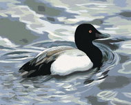 Zuty - Painting by Numbers - Duck on Water (D. Rusty Rust), 40X50 Cm, Canvas+Frame - Painting by Numbers