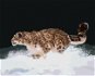 Zuty - Painting by Numbers - Snow Leopard Running in the Snow (D. Rusty Rust), 80X100 Cm, Canvas+Fra - Painting by Numbers