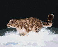 Zuty - Painting by Numbers - Snow Leopard Running in the Snow (D. Rusty Rust), 80X100 Cm, Canvas - Painting by Numbers