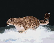 Zuty - Painting by Numbers - Snow Leopard Running in the Snow (D. Rusty Rust), 40X50 Cm, Canvas - Painting by Numbers