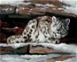Zuty - Painting By Numbers - Snow Leopard In Hiding (D. Rusty Rust), 80X100 Cm, Canvas+Frame - Painting by Numbers