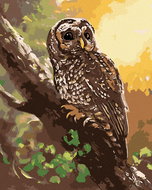 Zuty - Painting by Numbers - Owl on a Tree (D. Rusty Rust), 80X100 Cm, Canvas+Frame - Painting by Numbers