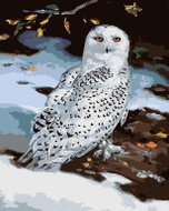 Zuty - Painting By Numbers - Snowy Owl In Winter (D. Rusty Rust), 40X50 Cm, Canvas - Painting by Numbers