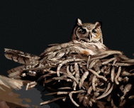 Zuty - Painting By Numbers - Owl In The Nest At Night (D. Rusty Rust), 80X100 Cm, Canvas - Painting by Numbers