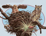 Zuty - Painting By Numbers - Owls And Nest (D. Rusty Rust), 40X50 Cm, Canvas+Frame - Painting by Numbers