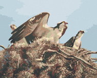 Zuty - Painting By Numbers - Eagle In The Nest (D. Rusty Rust), 40X50 Cm, Canvas - Painting by Numbers