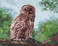 Zuty - Painting by Numbers - Owl and Forest (D. Rusty Rust), 40X50 Cm, Canvas - Painting by Numbers