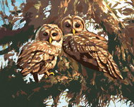 Zuty - Painting by Numbers - Owls on a Tree (D. Rusty Rust), 40X50 Cm, Canvas - Painting by Numbers