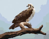 Zuty - Painting By Numbers - Eagle On Branch 2 (D. Rusty Rust), 80X100 Cm, Canvas - Painting by Numbers