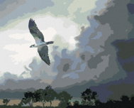Zuty - Painting By Numbers - Eagle In Flight And Storm Clouds (D. Rusty Rust), 80X100 Cm, Canvas - Painting by Numbers