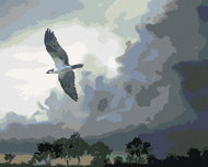 Zuty - Painting By Numbers - Eagle In Flight And Storm Clouds (D. Rusty Rust), 40X50 Cm, Canvas - Painting by Numbers