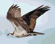 Zuty - Painting By Numbers - Eagle In Flight (D. Rusty Rust), 40X50 Cm, Canvas+Frame - Painting by Numbers