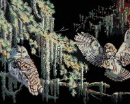 Zuty - Painting by Numbers - Owls in the Night (D. Rusty Rust), 40X50 Cm, Canvas - Painting by Numbers