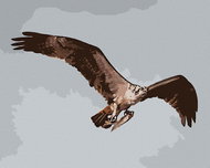 Zuty - Painting By Numbers - Eagle In Flight With Prey (D. Rusty Rust), 80X100 Cm, Canvas - Painting by Numbers