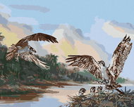 Zuty - Painting By Numbers - Eagle And Nest With Chicks (D. Rusty Rust), 40X50 Cm, Canvas - Painting by Numbers