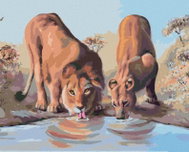 Zuty - Painting By Numbers - Young Lion And Lioness At Napajedla (D. Rusty Rust), 40X50 Cm, Canvas+F - Painting by Numbers