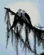 Zuty - Painting By Numbers - Birds On Branch (D. Rusty Rust), 40X50 Cm, Canvas - Painting by Numbers