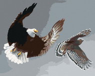 Zuty - Painting By Numbers - Eagle And Kane (D. Rusty Rust), 40X50 Cm, Canvas+Frame - Painting by Numbers