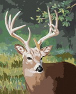 Zuty - Painting by Numbers - Portrait of a Deer (D. Rusty Rust), 40X50 Cm, Canvas - Painting by Numbers