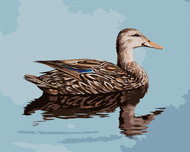 Zuty - Painting by Numbers - Duck Floating on Water (D. Rusty Rust), 40X50 Cm, Canvas - Painting by Numbers
