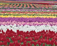 Zuty - Painting by Numbers - Field of Tulips (Dennis Frates), 40X50 Cm, Canvas - Painting by Numbers