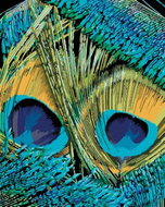 Zuty - Painting by Numbers - Peacock Feathers (Dennis Frates), 40X50 Cm, Canvas - Painting by Numbers