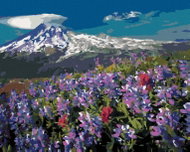 Zuty - Painting by Numbers - Purple Flowers in the Mountains (Dennis Frates), 40X50 Cm, Canvas - Painting by Numbers