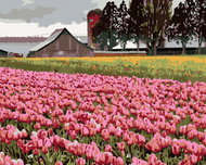 Zuty - Painting by Numbers - Pink Tulips in a Meadow (Dennis Frates), 80X100 Cm, Canvas+Frame - Painting by Numbers