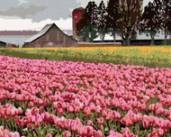 Zuty - Painting by Numbers - Pink Tulips in a Meadow (Dennis Frates), 40X50 Cm, Canvas - Painting by Numbers