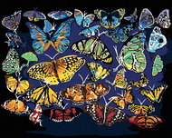 Zuty - Painting by Numbers - Colorful Butterflies (D. Rusty Rust), 40X50 Cm, Canvas+Frame - Painting by Numbers