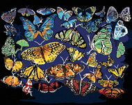 Zuty - Painting by Numbers - Colorful Butterflies (D. Rusty Rust), 40X50 Cm, Canvas - Painting by Numbers