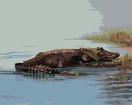 Zuty - Painting by Numbers - Alligator Lying in Water (D. Rusty Rust), 40X50 Cm, Canvas+Frame - Painting by Numbers