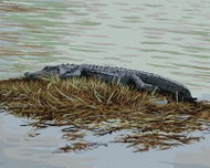 Zuty - Painting By Numbers - Alligator Lying On Grass In Water (D. Rusty Rust), 40X50 Cm, Canvas+Fra - Painting by Numbers