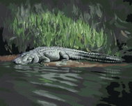 Zuty - Painting By Numbers - Alligator Lying By Water V (D. Rusty Rust), 40X50 Cm, Canvas - Painting by Numbers